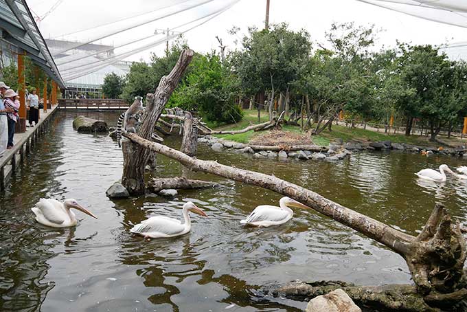 モモイロペリカン