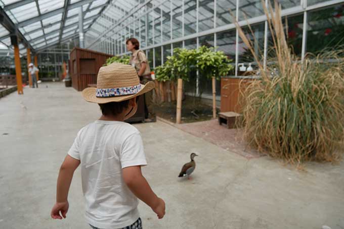 カモと一緒に歩く