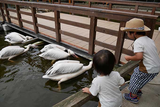 ペリカンにも餌をあげます
