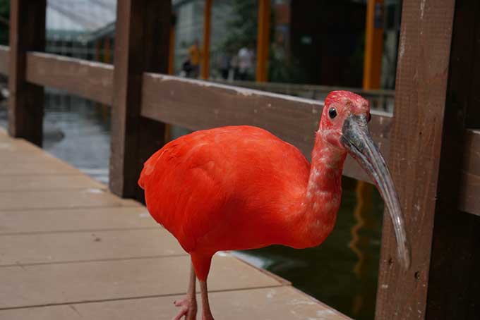 ショウジョウトキ