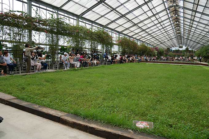 颯爽と鳥が飛んで来ます!!