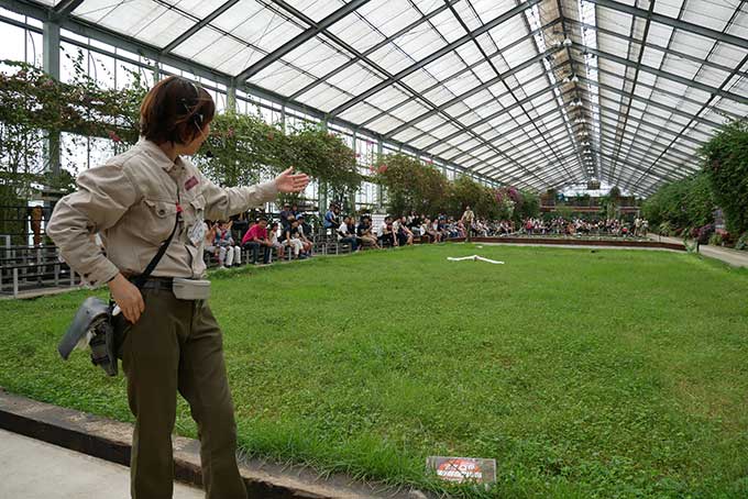 オオバタンも…