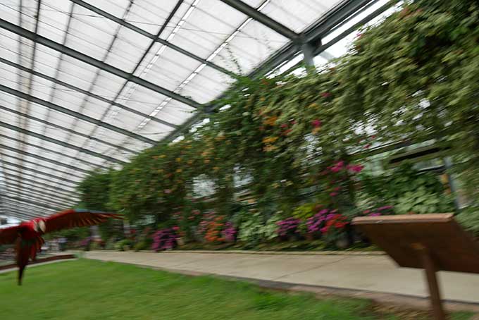 ショーの撮影は