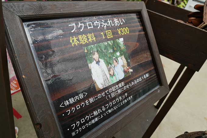 フクロウと一緒に写真が撮れる!!