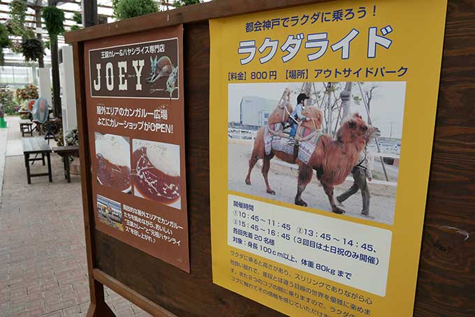 ラクダにも乗れるようです