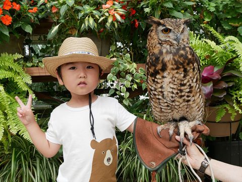 【神戸どうぶつ王国】バードパフォーマンスショーは必見!!