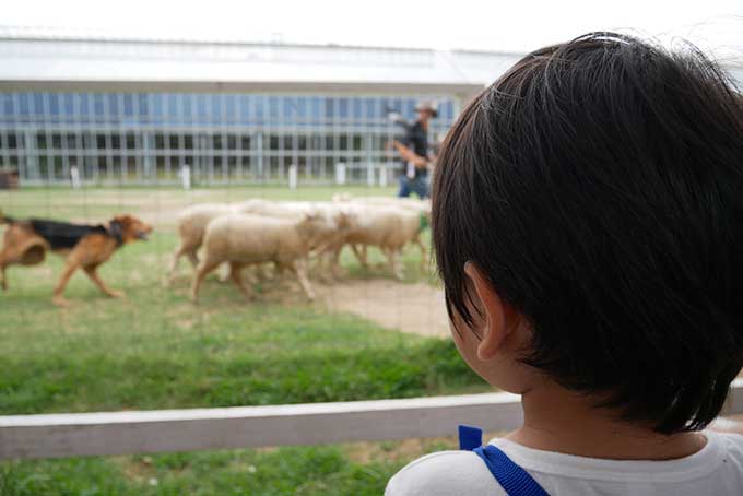羊の追い込みを見たり!!