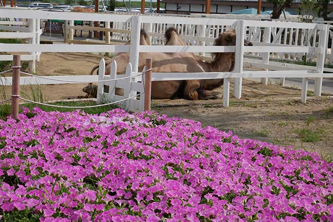 ラクダを発見!!