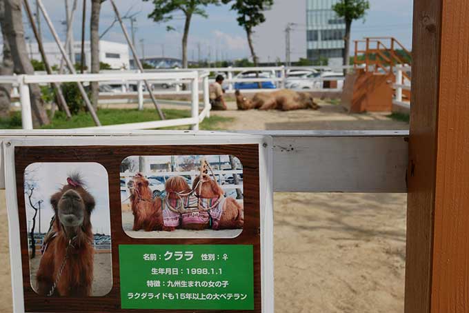 キャメルコーナー