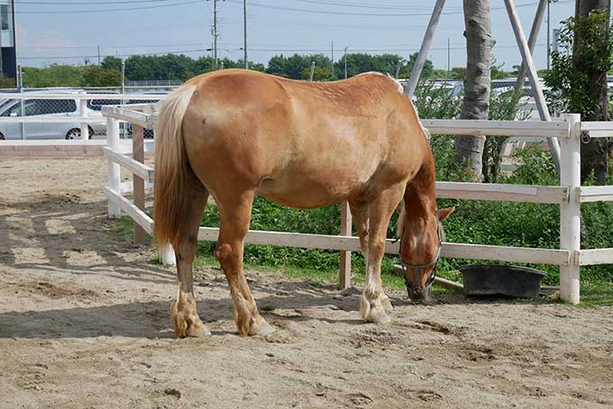 ハーフリンガー