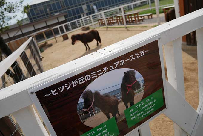 ミニチュアホース