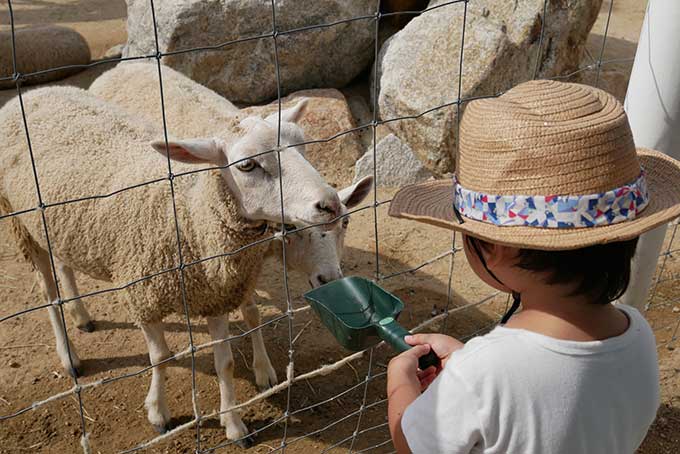羊に餌をあげます