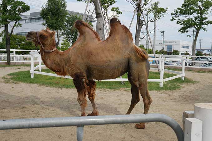 フタコブラクダ