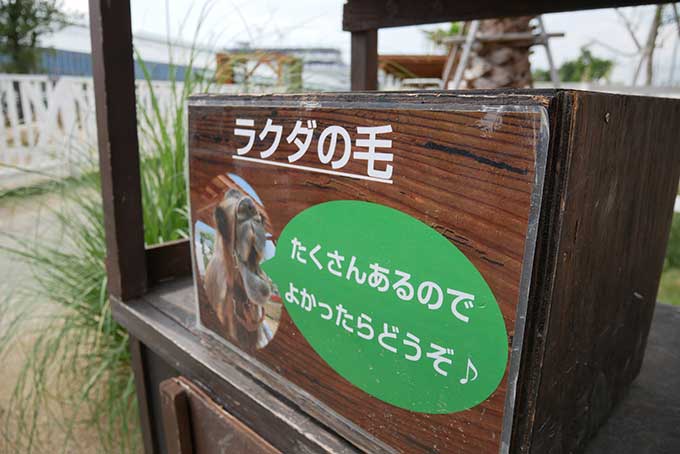 らくだの毛は無料!!