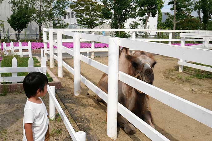 ラクダを観察