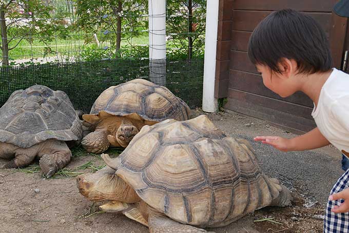 坊っちゃんは恐る恐る