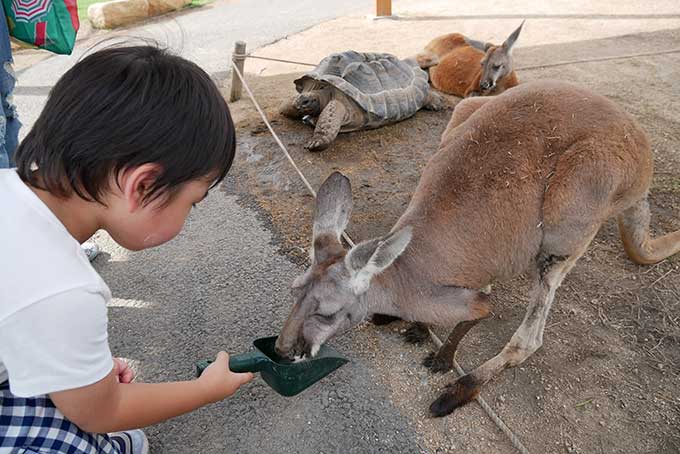 おやつをカンガルーに!!