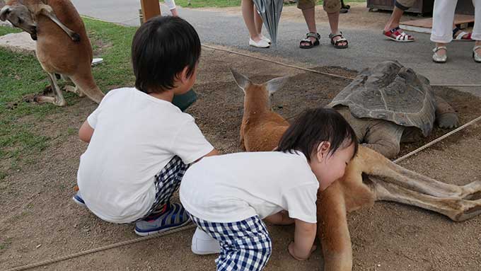 次男君はカンガルーに顔を埋める!!