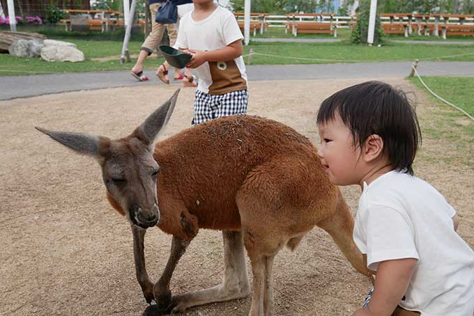 カンガルーに顔をつける