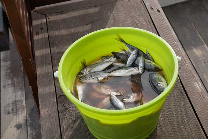 バケツに入ったアジ
