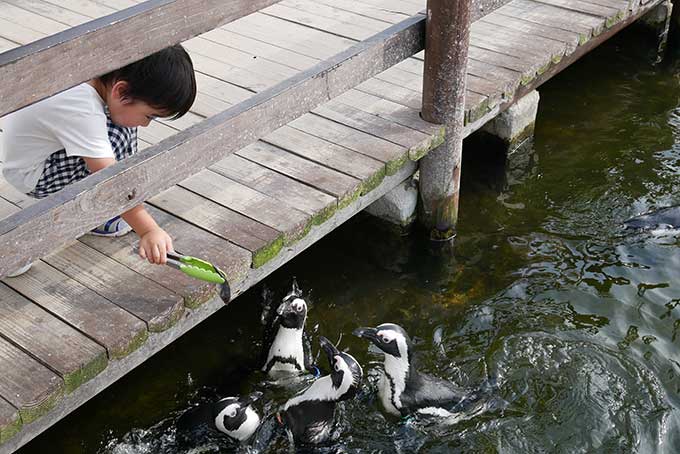 ペンギンが寄ってきます!!