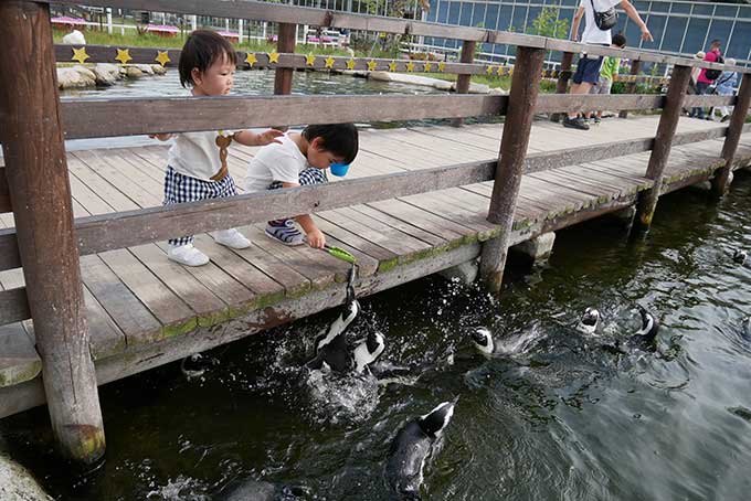トングでアジをペンギンに!!
