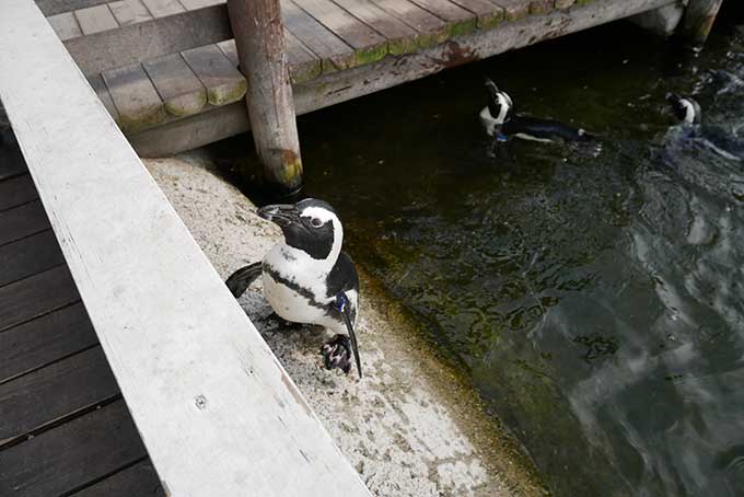 ペンギンが登ってきたり