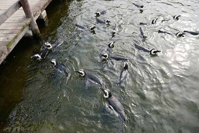 すごい数のペンギン