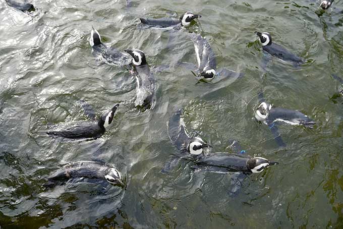 ペンギンにも名前があります!