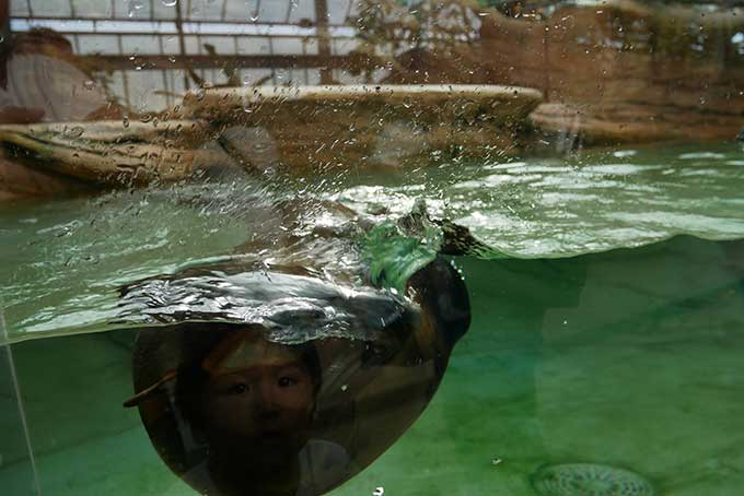 ミナミアメリカオットセイ