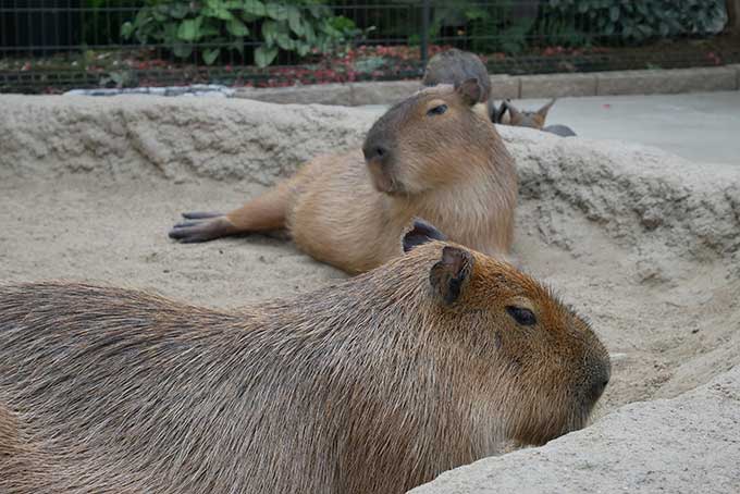 カピバラ