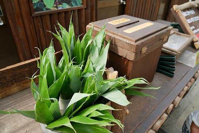 カピバラたちに好物の笹の葉