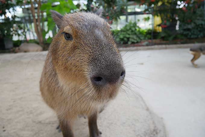 カピバラ
