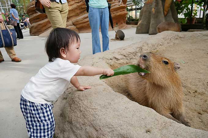 笹の葉をあげる
