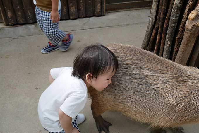 カピパラに顔を埋める