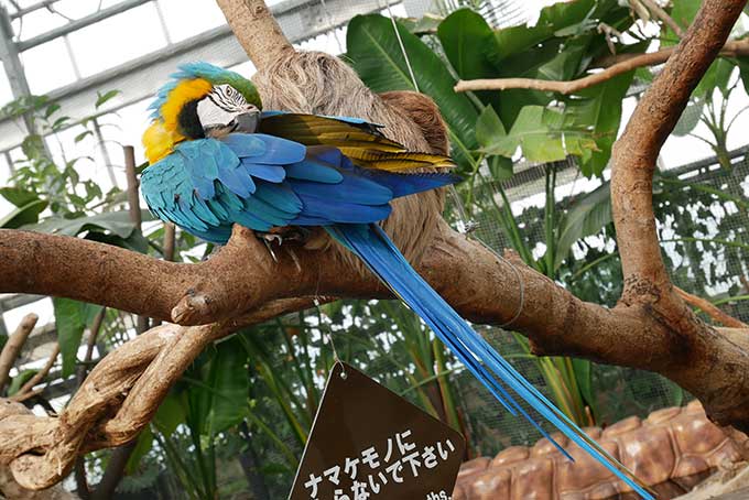 ルリコンゴウインコ