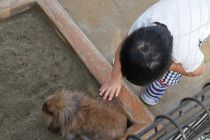 うさぎにタッチ