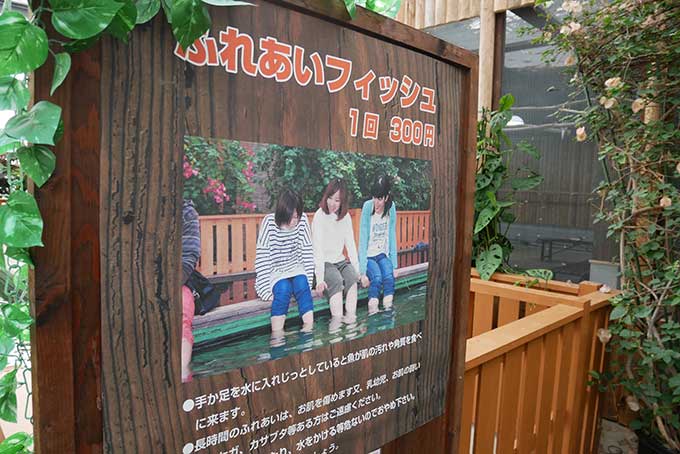 ふれあいフィッシュ