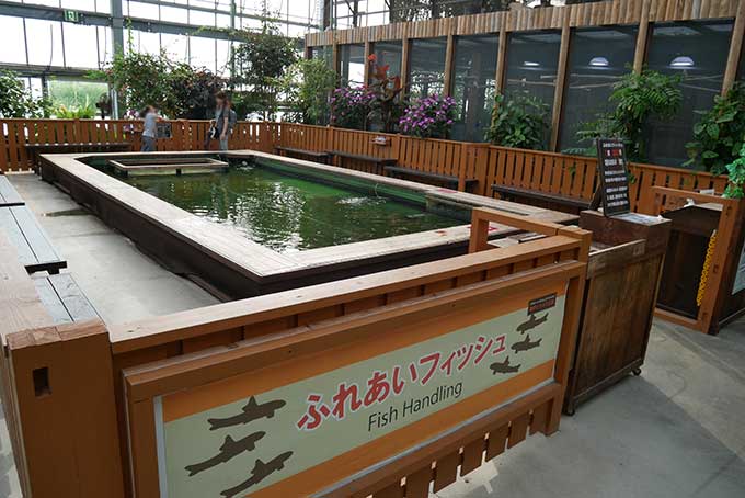 ふれあいフィッシュ