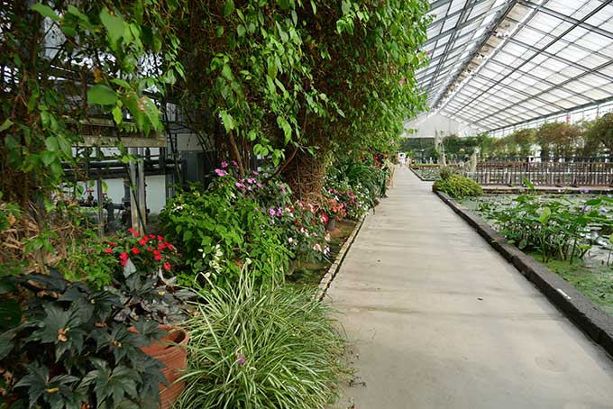 ウォーターリリーズ