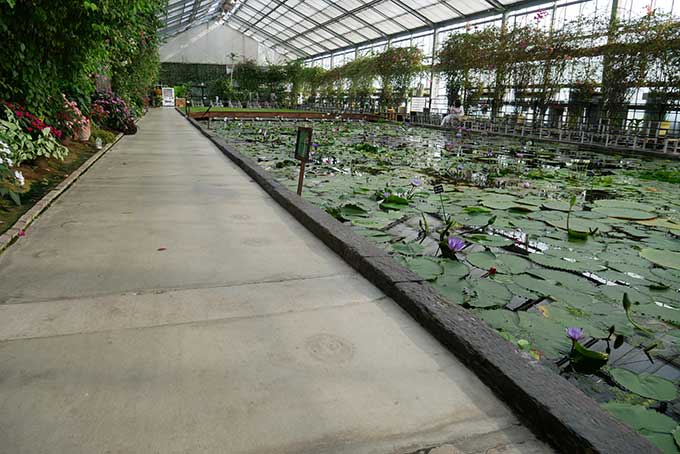 ウォーターリリーズ