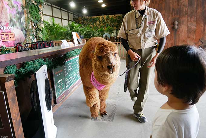 アルパカのお見送り