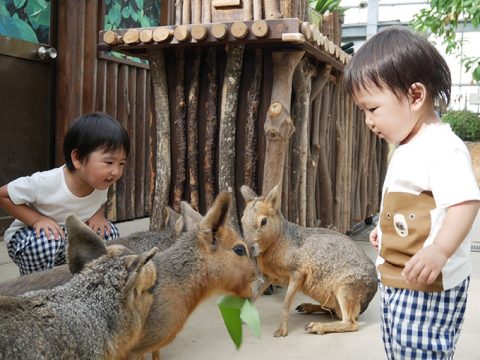 子供と一緒にお出掛け!神戸どうぶつ王国を総まとめ!!