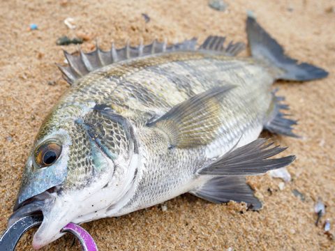 雨の合間に短時間釣行!BC-26バックチャターにて釣果!!