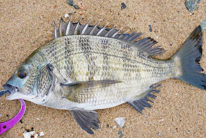 元気一杯のチヌ!!