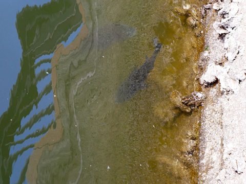 初シーバスを釣るために意識しておくポイント!!