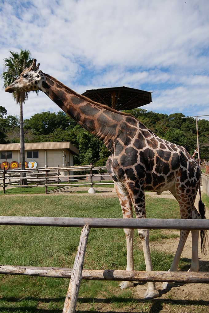 キリンさんを発見!!