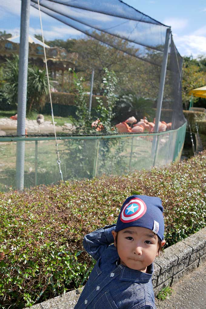 フラミンゴが居たり