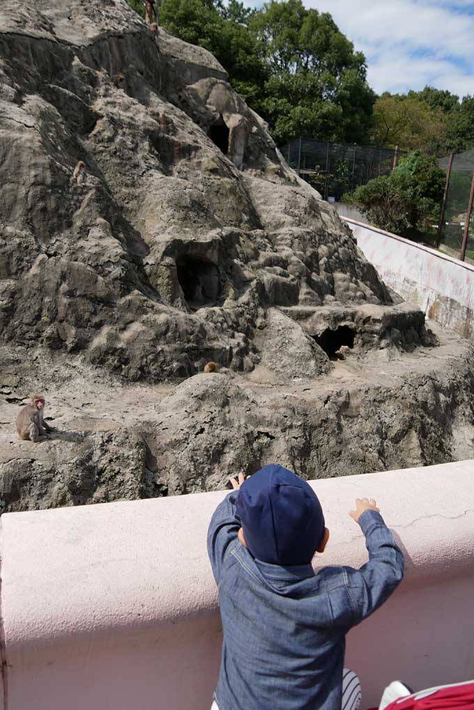 お猿さんの餌やりにチャレンジ