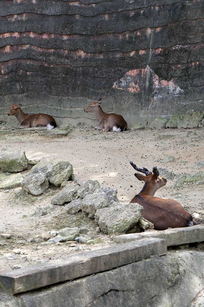 鹿もいました
